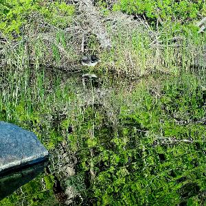 A common loon sits on its nest at the edge of a calm lake, surrounded by green grass and brush with a large rock in the foreground.