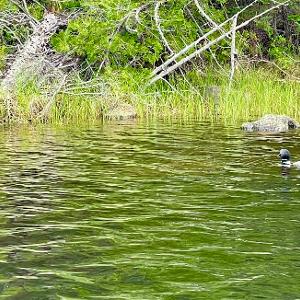 A Common Loon swims in the calm, green-tinted waters of a remote Canadian lake near a forested shoreline.