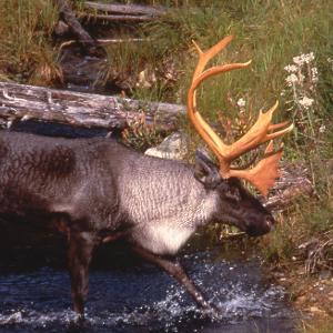 A large caribou with impressive antlers wading through a shallow stream in a grassy, wooded area.