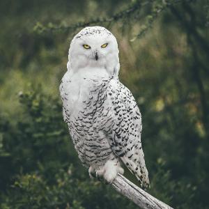 A white snowy owl with black spots and yellow eyes perching on a wooden branch against a green forest background.