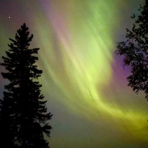 Vibrant green and purple aurora borealis dancing in the night sky between silhouettes of evergreen trees.